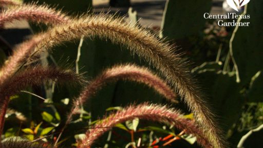 Purple fountain grass and prickly pear