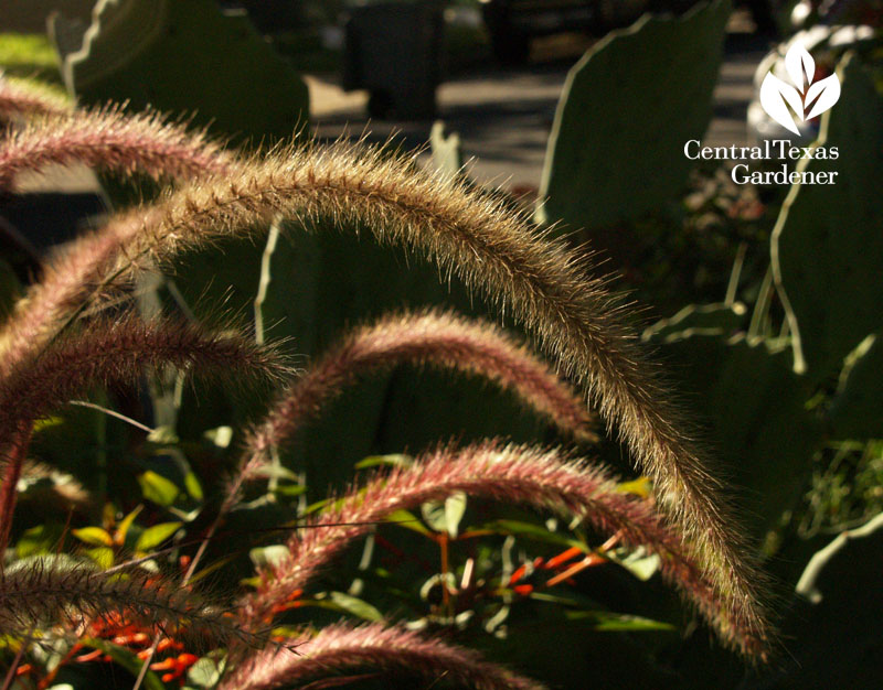 Purple fountain grass and prickly pear 