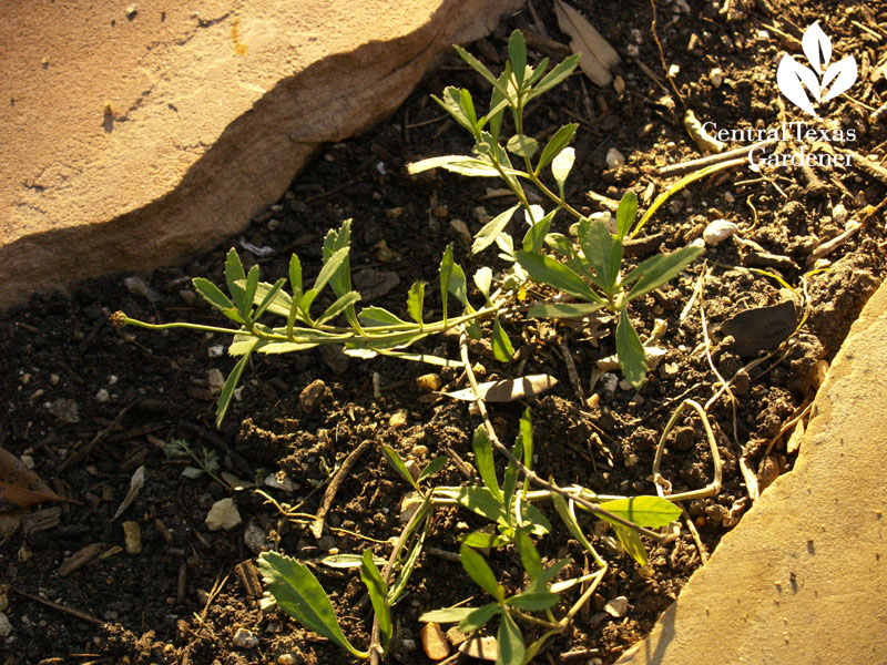 frogfruit in stone pathway