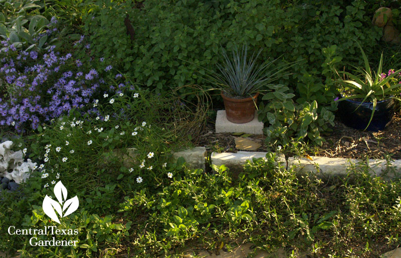 frogfruit path with cobweb spiderwort 