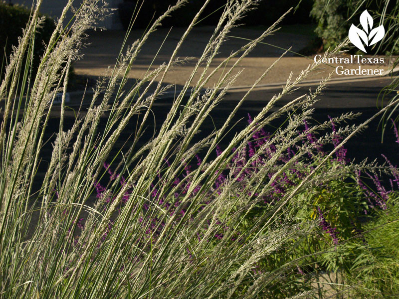 Lindheimer muhly and Salvia leucantha Lindheimer muhly and Salvia leucantha