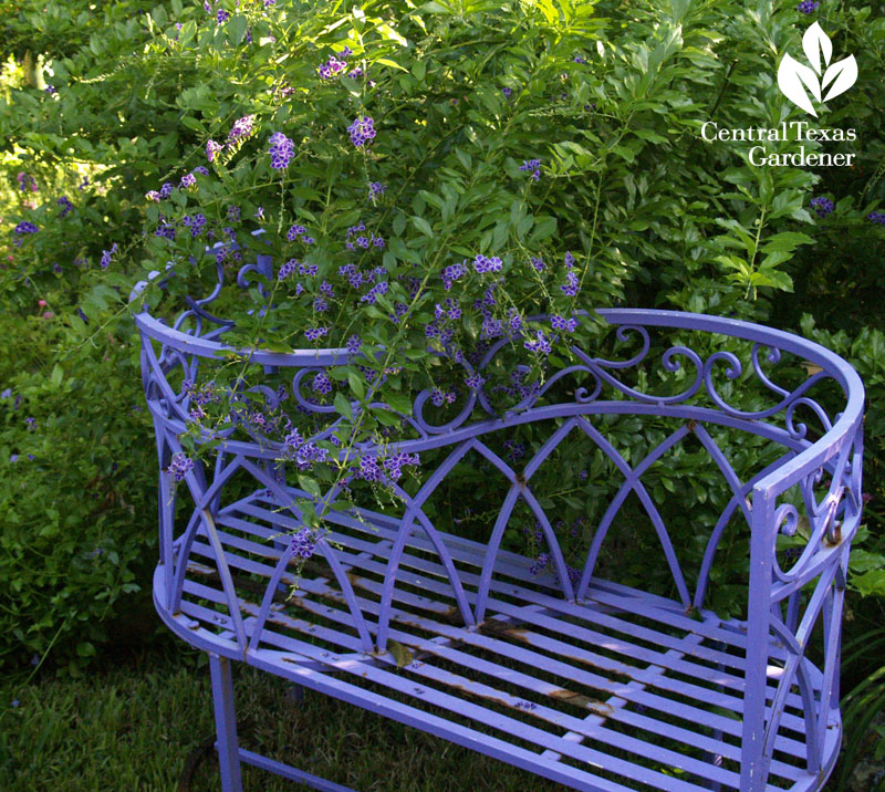 purple bench duranta Lucinda Hutson design purple bench duranta Lucinda Hutson design
