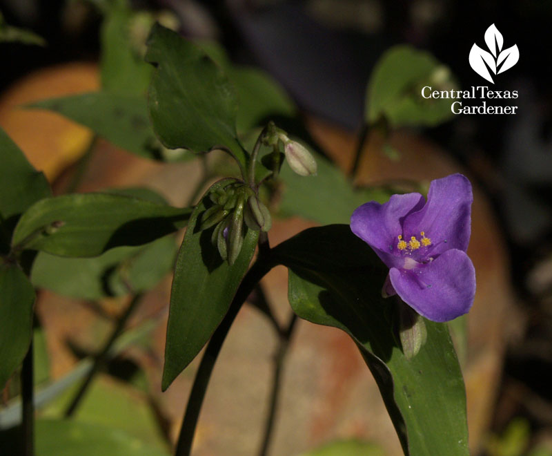 Mexican spiderwort  (Tinantia pringlei)