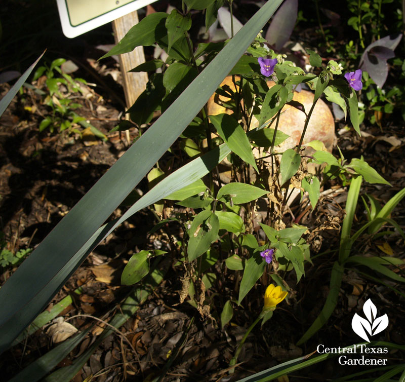 Mexican spiderwort with Sternbergia lutea 