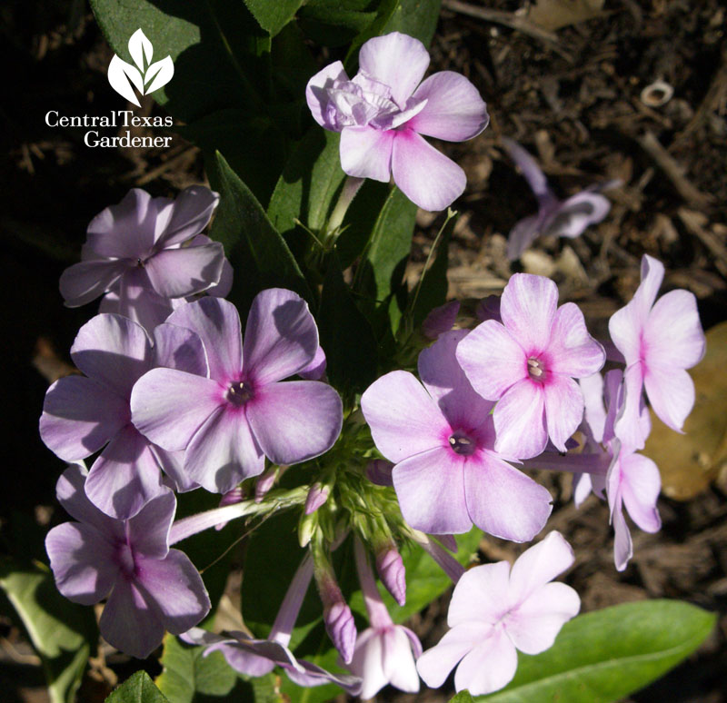 Phlox paniculata 'John Fanick'