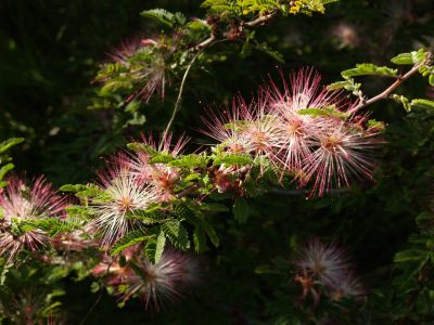 fairy duster plant of the week