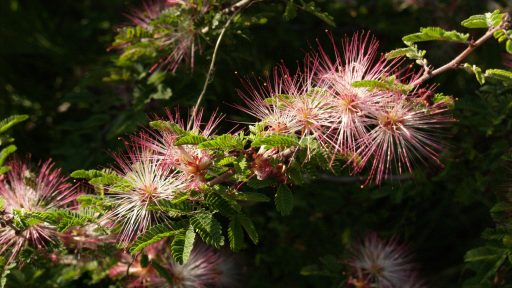 fairy duster plant of the week