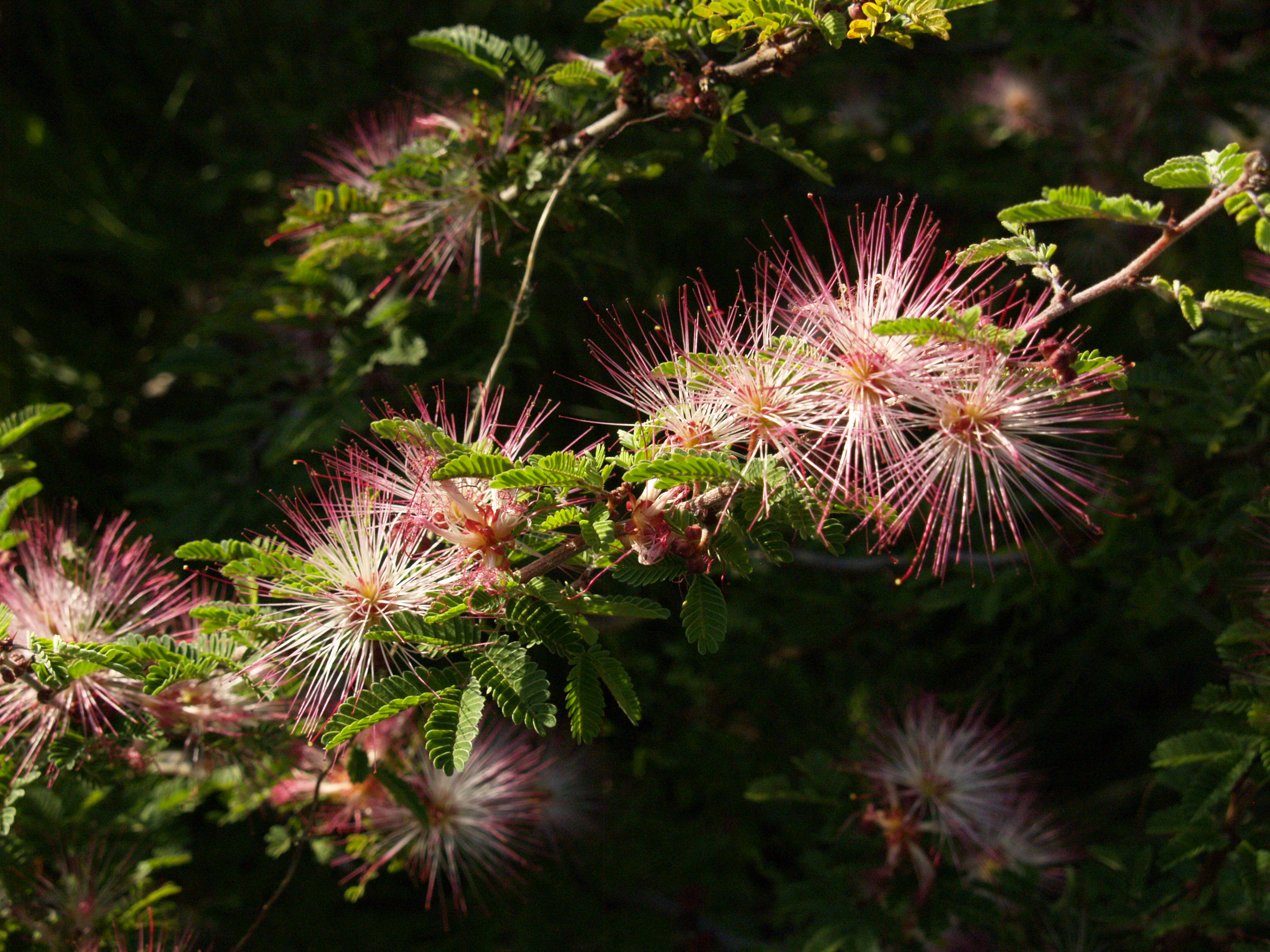 Pink Fairy Duster Central Texas Gardener