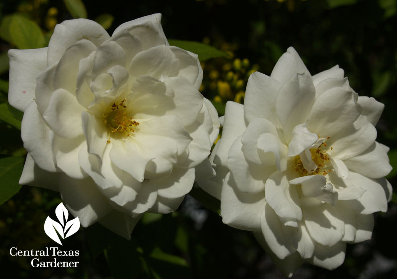 Iceberg rose Central Texas Iceberg rose Central Texa