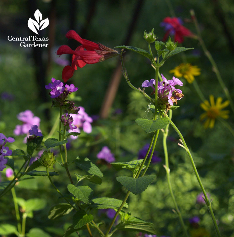 Silke's Dream salvia, purple lantana, skeleton-leaf goldeneye