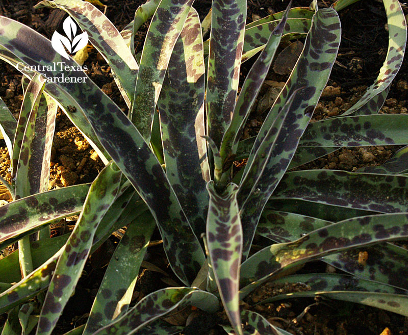 Silver leopard manfreda (Manfreda x 'Silver Leopard').