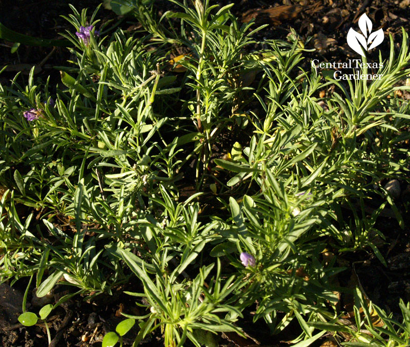 Snake herb (Dyschoriste linearis)