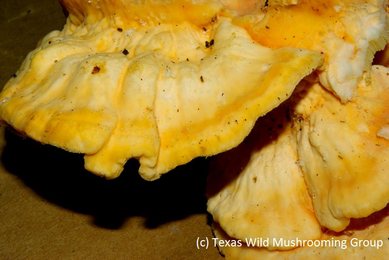 Chicken of the Woods Texas Wild Mushrooming Group