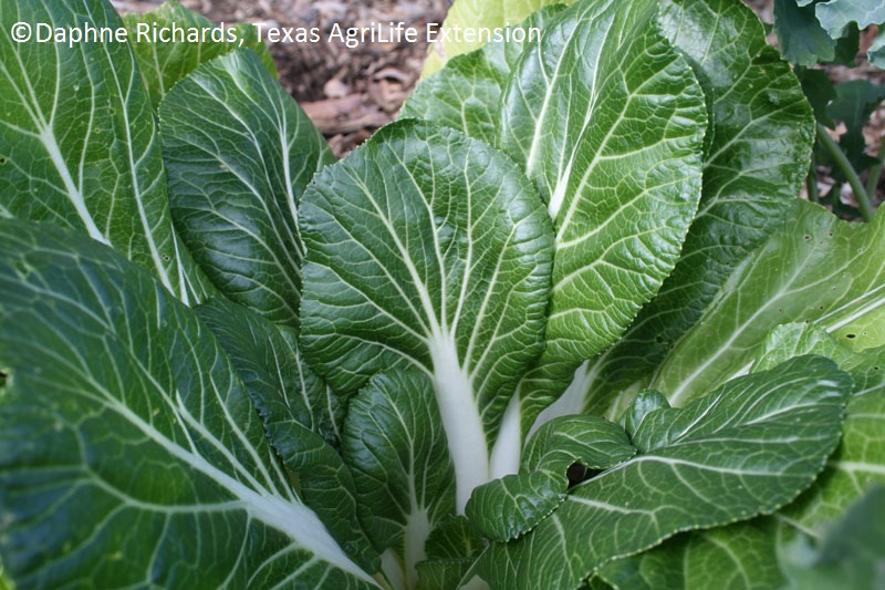 ‘Joi Choi’ bok choy Daphne Richards