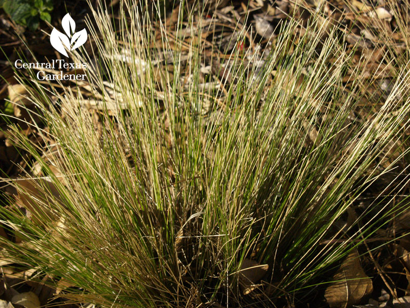 Mexican feather grass cut back 