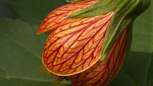 'Patrick' abutilon