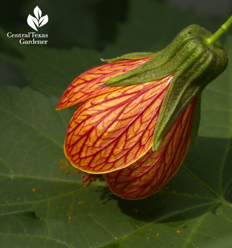 'Patrick' abutilon 'Patrick' abutilon