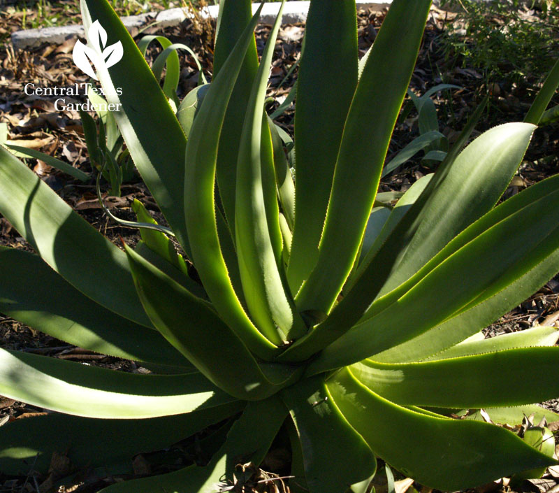 Agave celsii