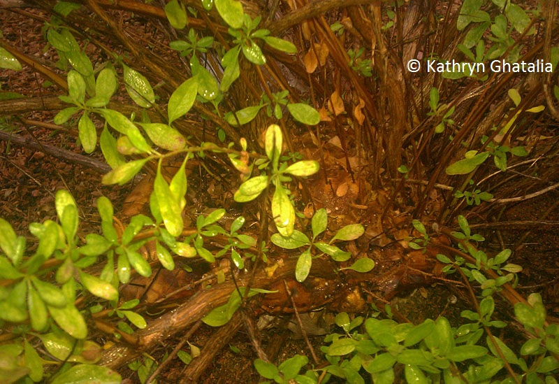 Mushroom in salvia greggii