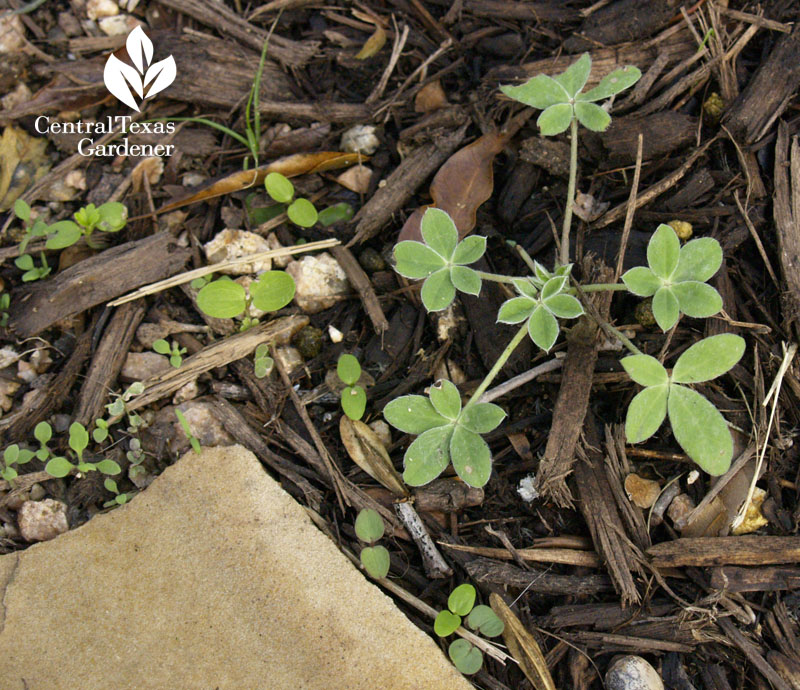 bluebonnet rosette 