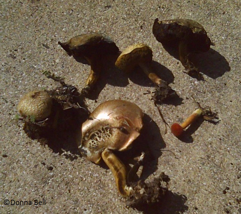 Wild brown mushrooms 