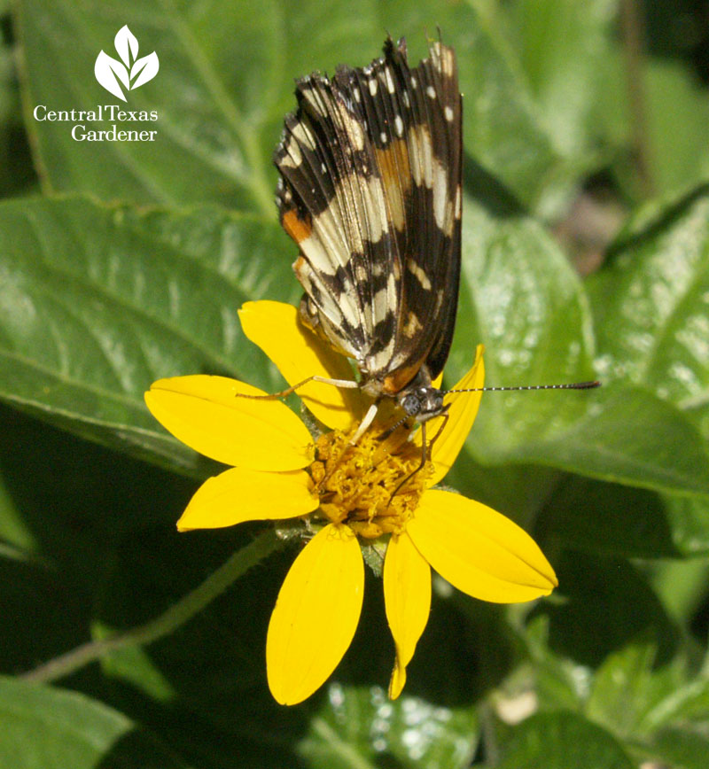 Bordered Patch butterfly on zexmenia Bordered Patch butterfly on zexmenia