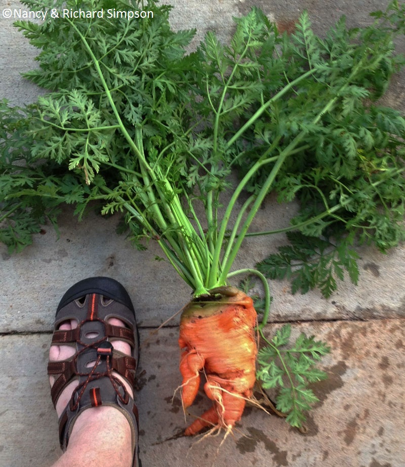 huge carrot Nancy and Richard Simpson huge carrot Nancy and Richard Simpson