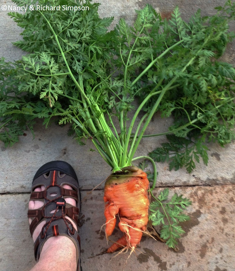 huge carrot Nancy and Richard Simpson