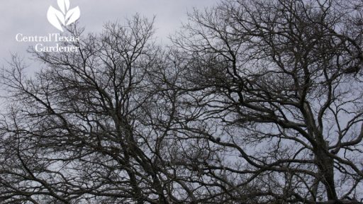 Cedar elm winter