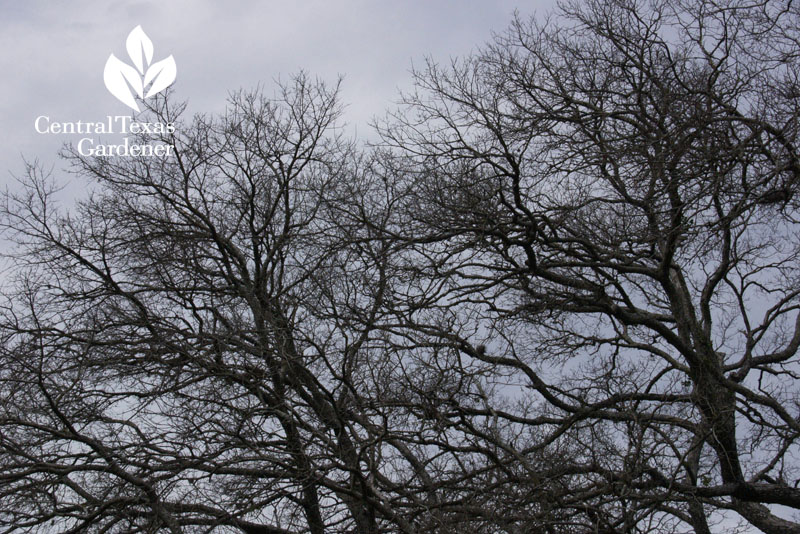 Cedar elm winter