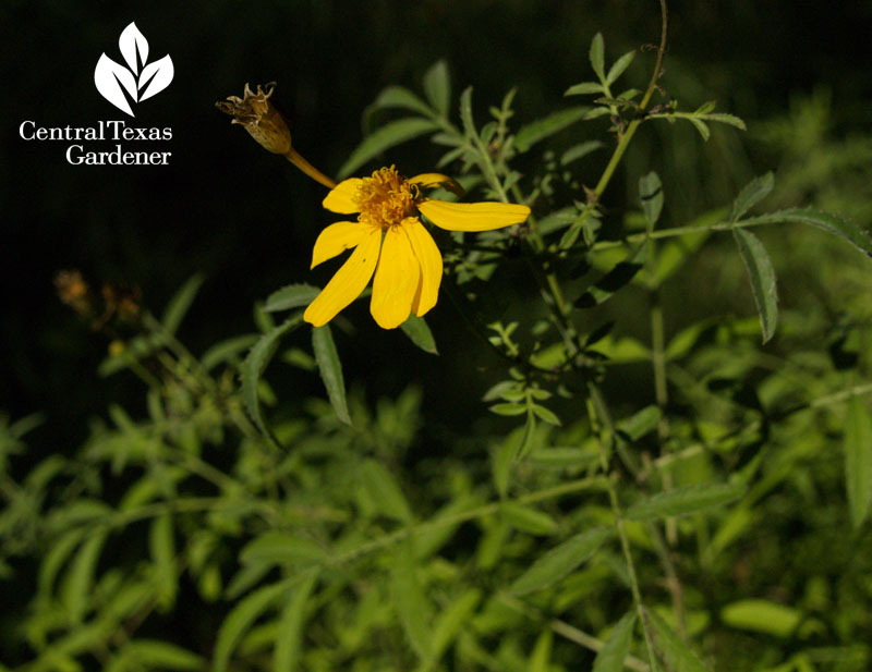 Copper canyon daisy (Tagetes lemmonii)