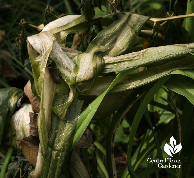 Frozen crinum leaves