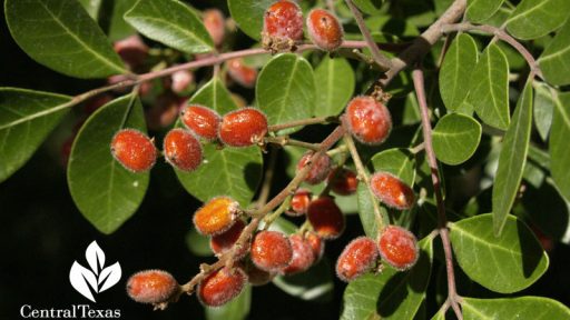 Evergreen sumac berries
