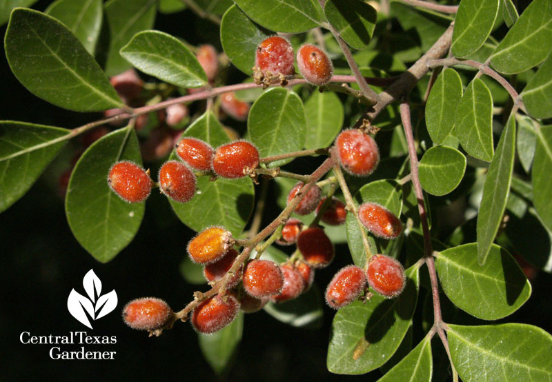 Evergreen sumac berries