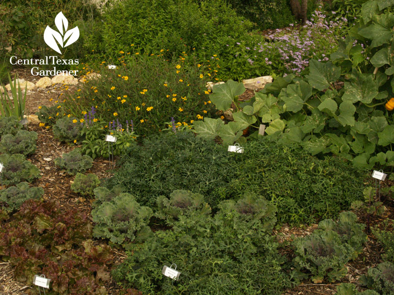 Edibles and perennials Travis Texas AgriLife Extension 