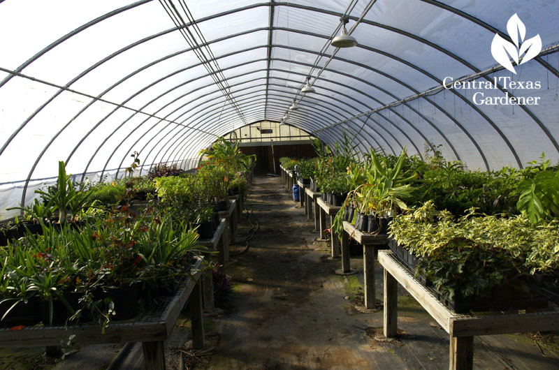 Stephen F. Austin University garden greenhouse