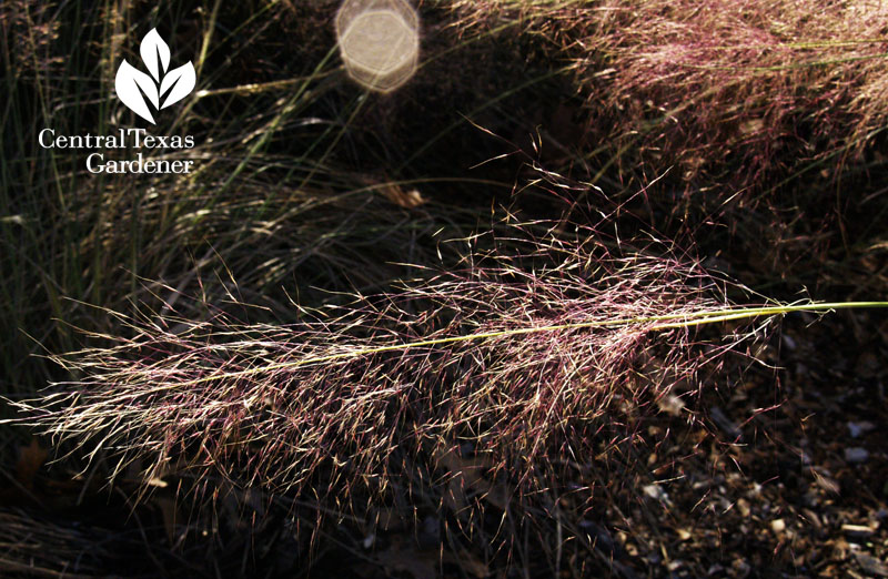 Gulf muhly seed heads