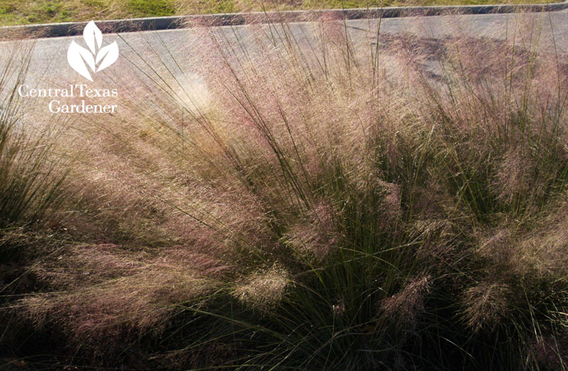 Gulf muhly seed heads