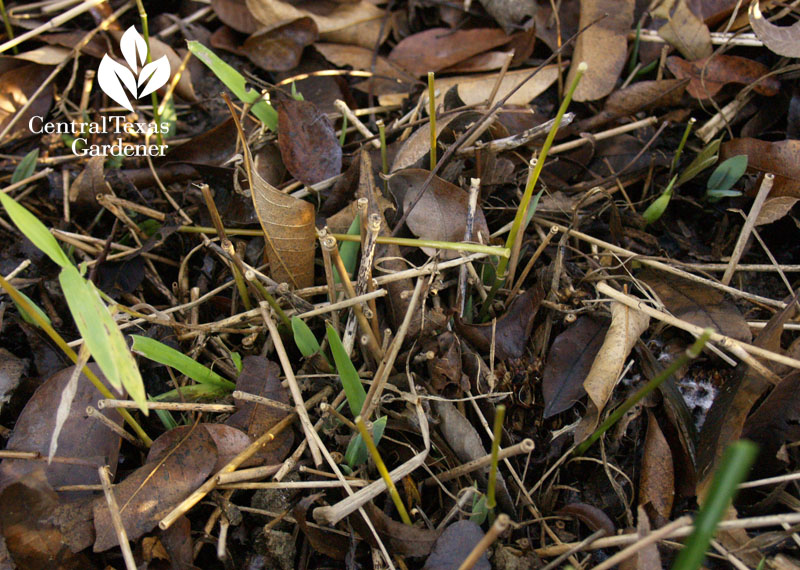 inland sea oats new growth