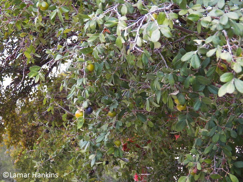 Texas persimmon fruits Lamar Hankins