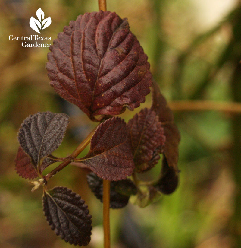 Lantana freeze damage purple leaf 