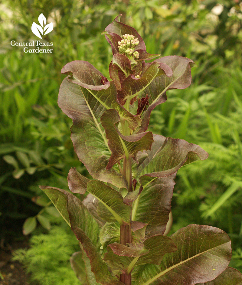 lettuce bolting 