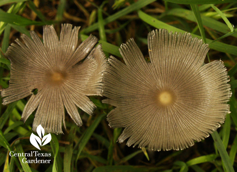 Cute spring garden mushrooms