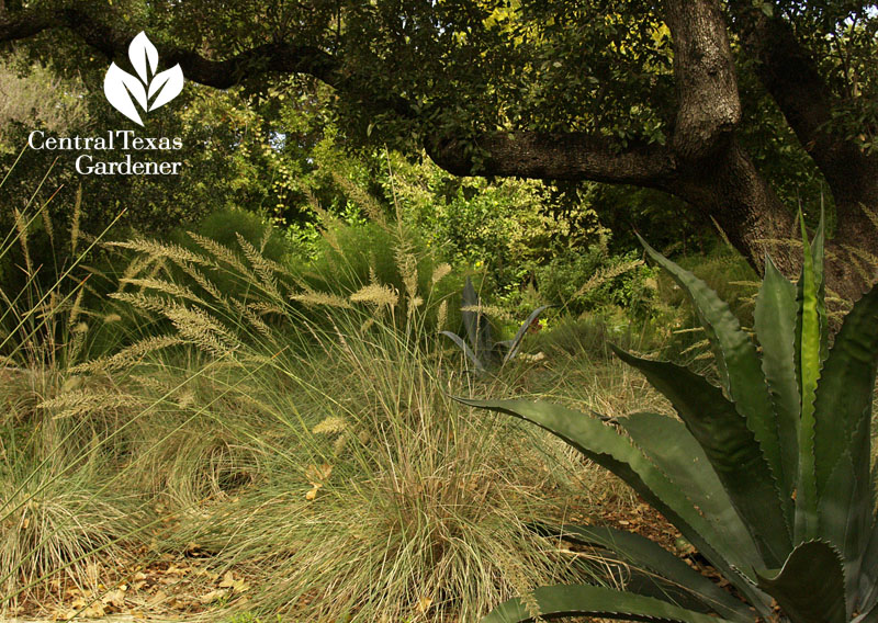 Lindheimer muhly and agave Lindheimer muhly and agave