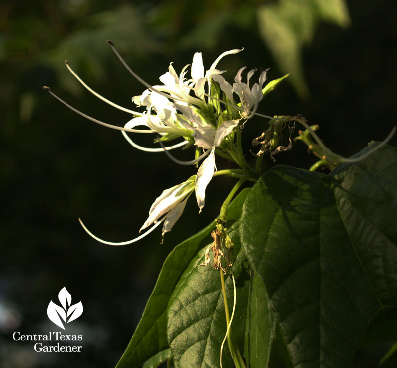 Mexican orchid tree flower hummingbird plant