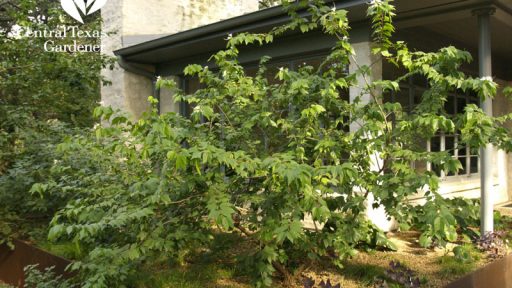 Mexican orchid tree Bauhinia mexicana