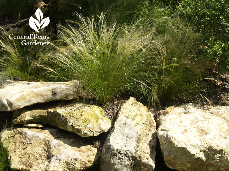 mexican feather grass seed heads