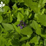 Mountain pea flower