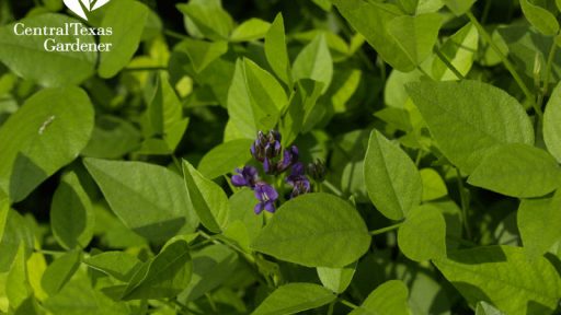 Mountain pea flower