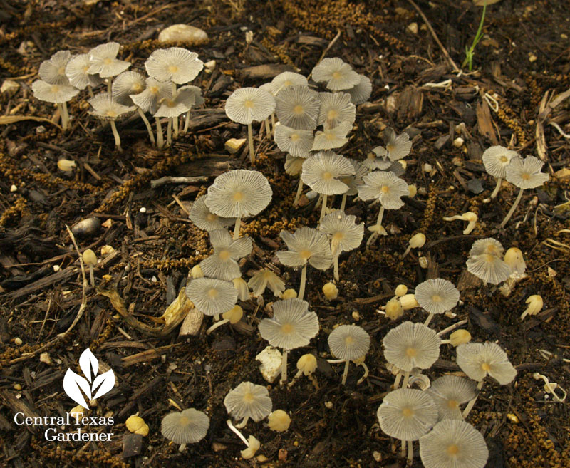 cute garden mushrooms